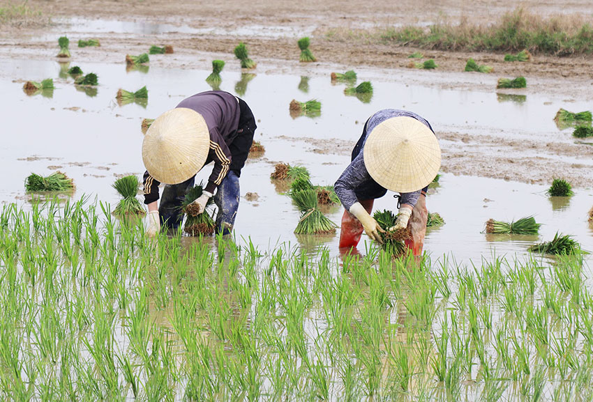Nông dân xã Nghi Xuân phấn khởi xuống đồng gieo cấy lúa xuân