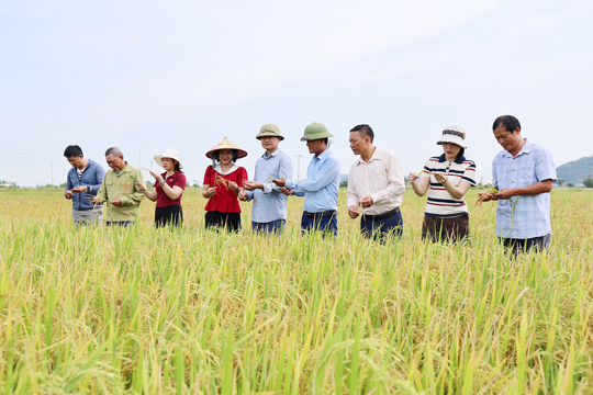 Nghi Xuân đánh giá năng suất lúa Hè thu năm 2026.